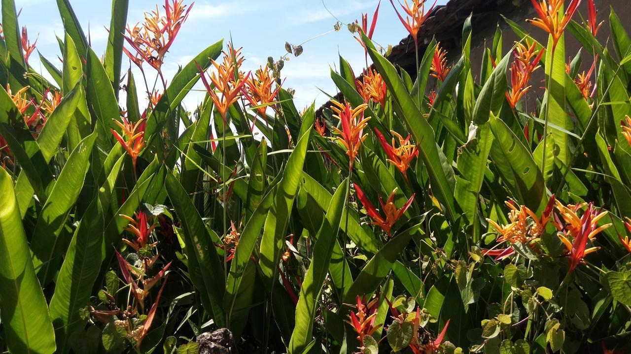 Sonhos Meu Pousada Praia de Boraceia エクステリア 写真